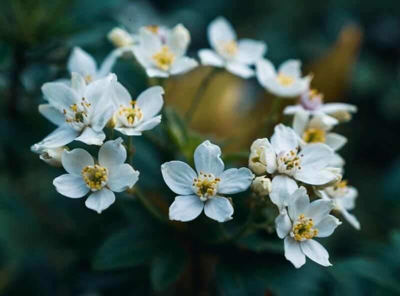 flowered