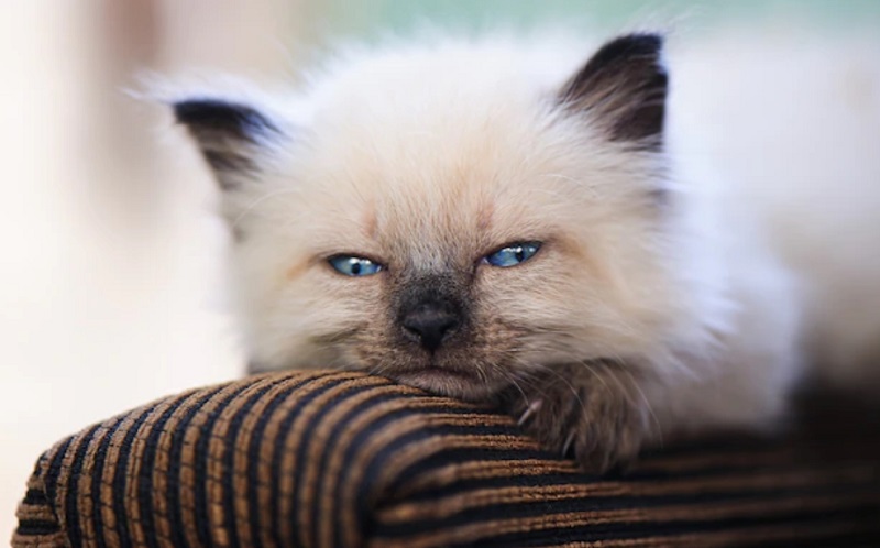 Persian Cat Breed