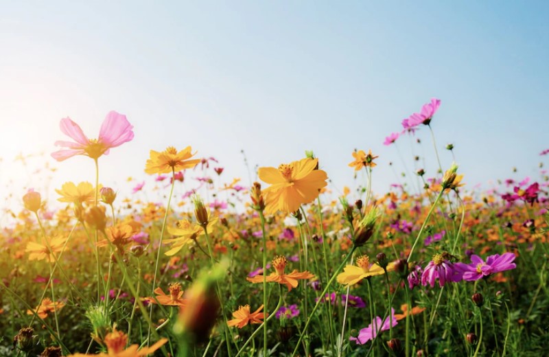Flowers