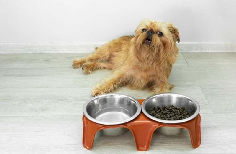 puppy in front bowls of water and dry fruits