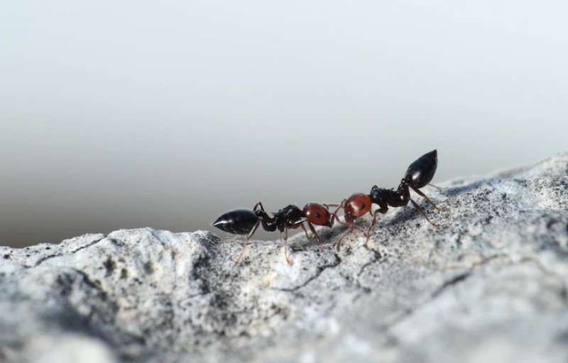 Ant