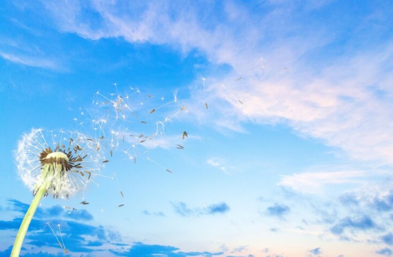 Dandelion Weeds