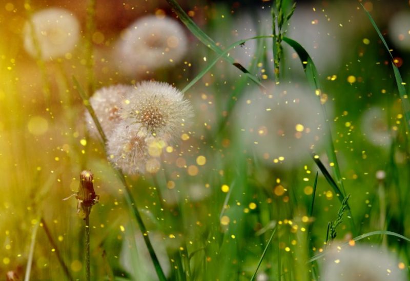 What Are the Different Types of Lawn Weeds That Grow Today