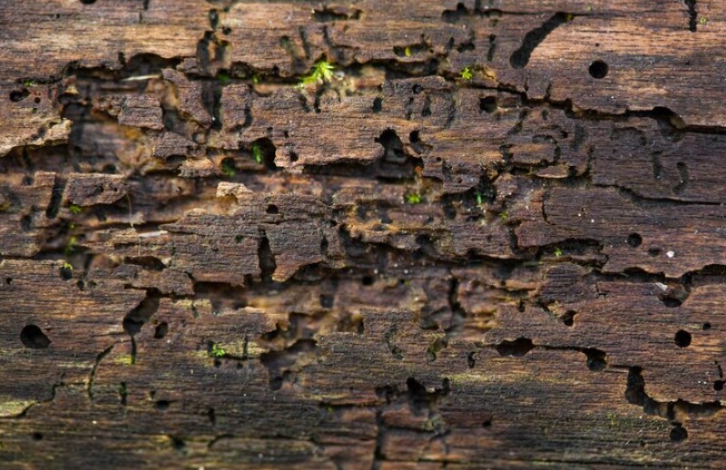 wood damage by pest