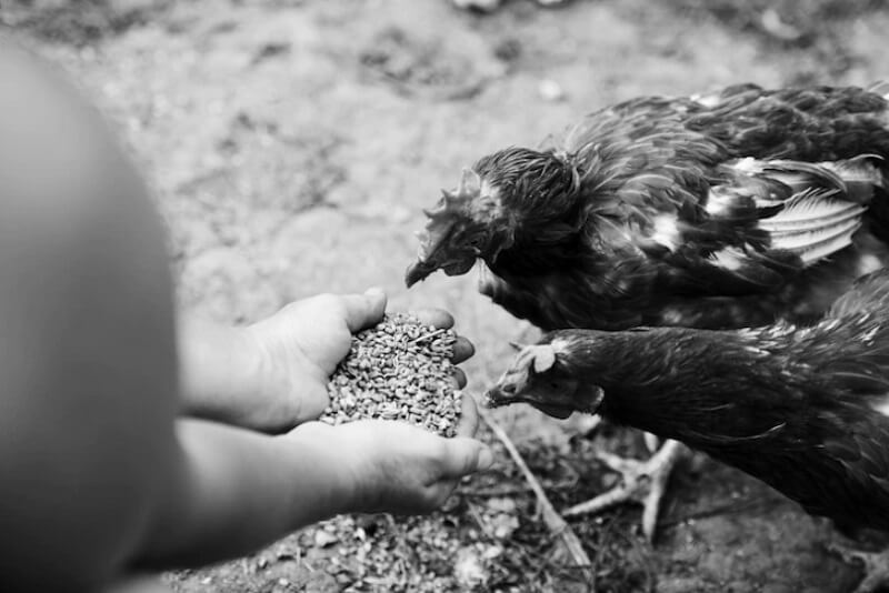 person hand holding feed