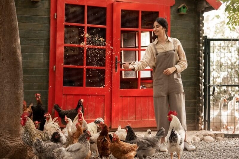 woman hand holding chicken feed