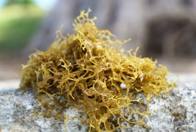 5 Sea Moss Benefits to Take Advantage of