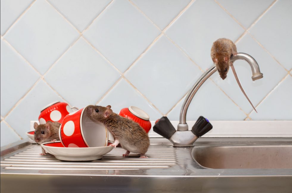 Six Incriminating Signs Your House Has a Rat Problem