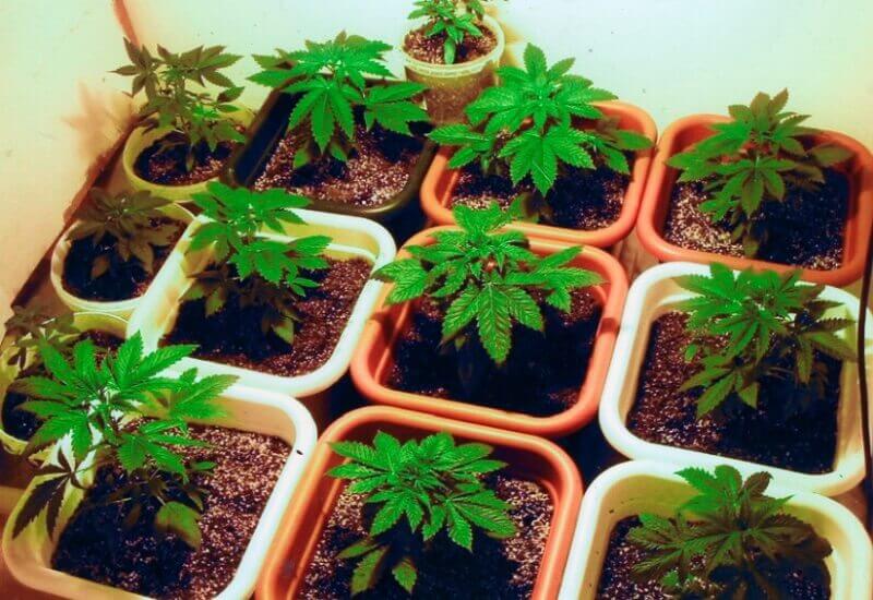 plants in pots