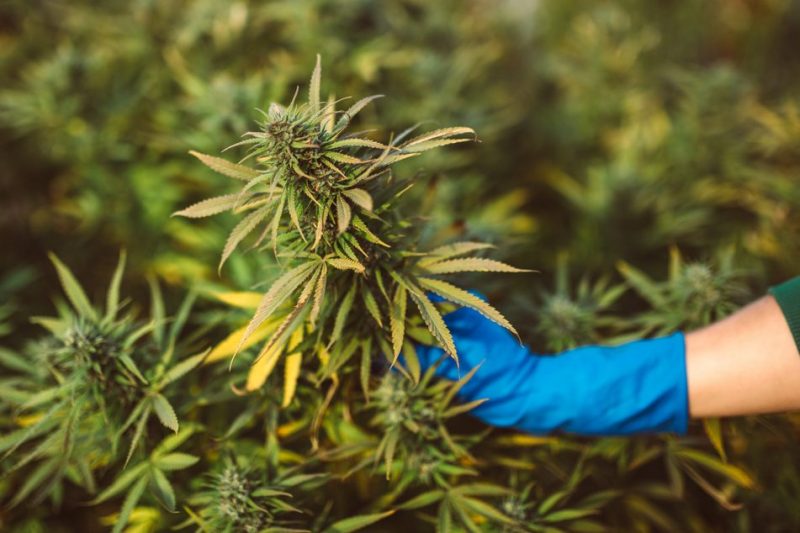 What Are the Different Types of Marijuana Strains Grown Today