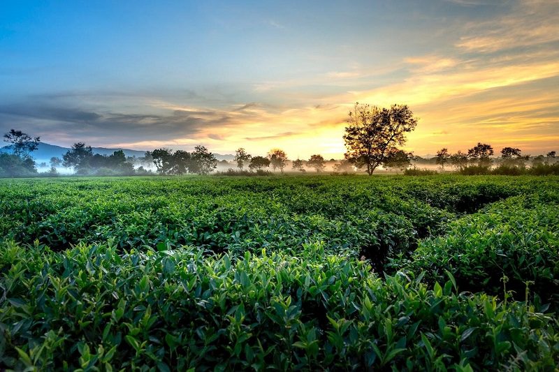 The Art and Science of Growing Tea: A Look at the Methods and Techniques Used by Tea Farmers