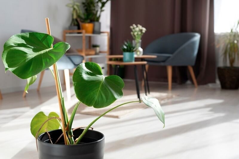 plant in a apartment