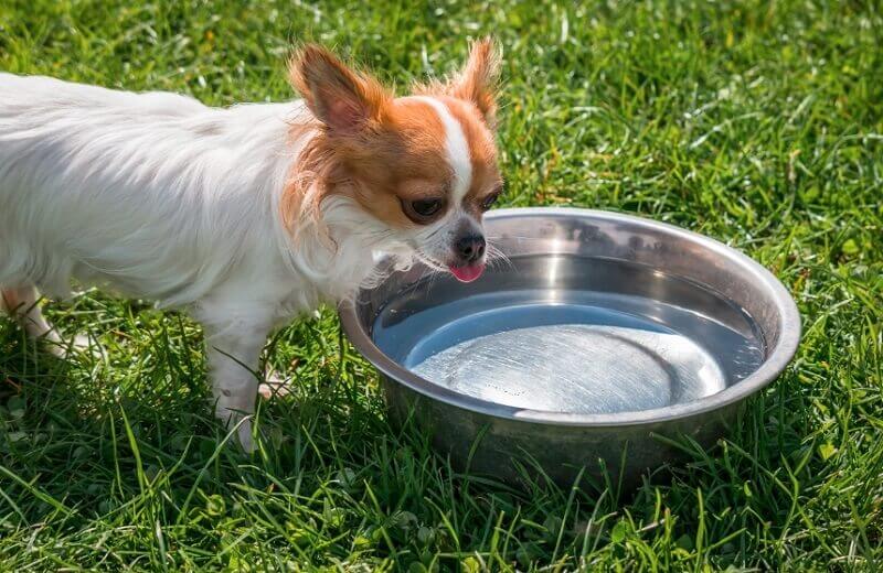 puppy drink water from the bowl